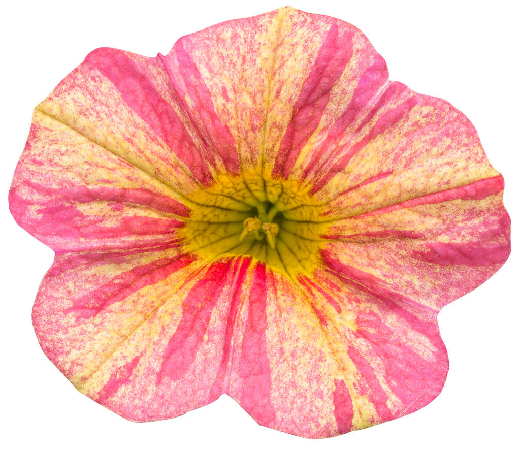 Calibrachoa hybrid 'Superbells® Tropical Sunrise' flower