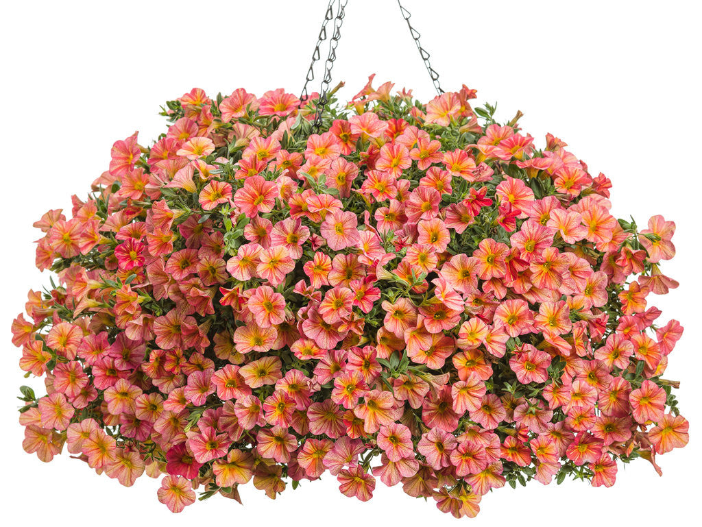 Calibrachoa hybrid 'Superbells® Tropical Sunrise' – Romence