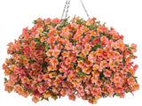 Calibrachoa hybrid 'Superbells® Tropical Sunrise' in hanging pot