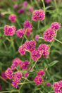 Gomphrena pulchella 'Truffula™ Pink'