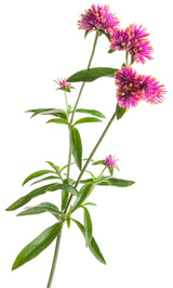 Gomphrena pulchella 'Truffula™ Pink' flower