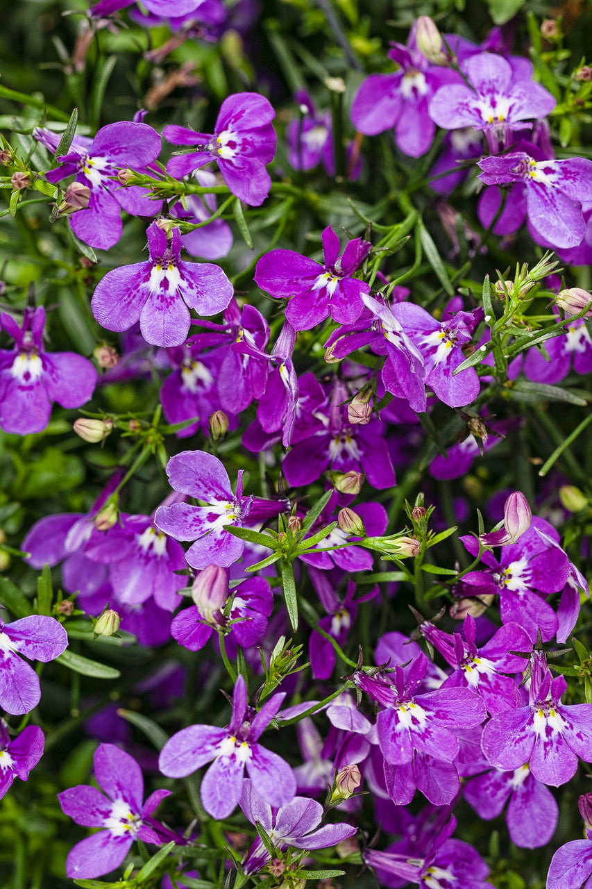 Lobelia erinus 'Laguna® Ultraviolet™' – Romence Gardens & Greenhouses
