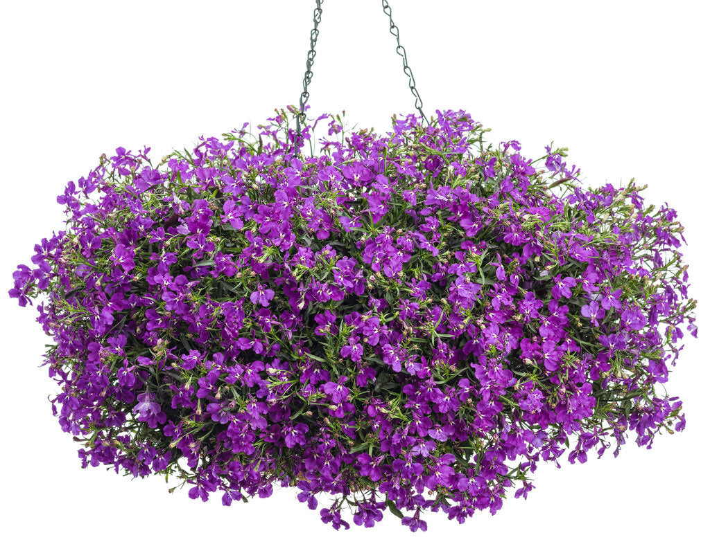 Lobelia erinus 'Laguna® Ultraviolet™' in hanging basket