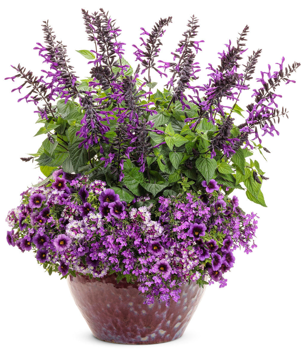 Lobelia erinus 'Laguna® Ultraviolet™' combination