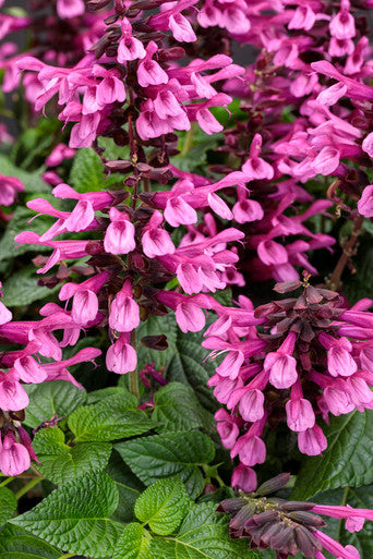 Salvia hybrid 'Unplugged® Pink™'