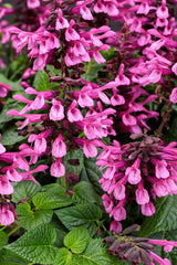 Salvia hybrid 'Unplugged® Pink™'