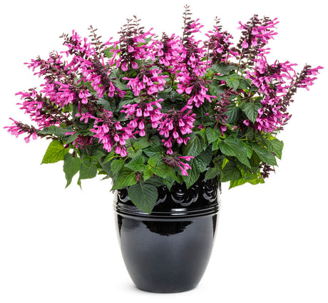 Salvia farinacea 'Unplugged® Pink™' in decorative pot