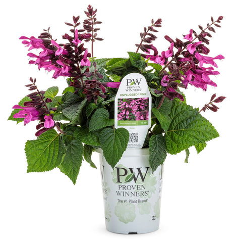 Salvia farinacea 'Unplugged® Pink™' in grower pot