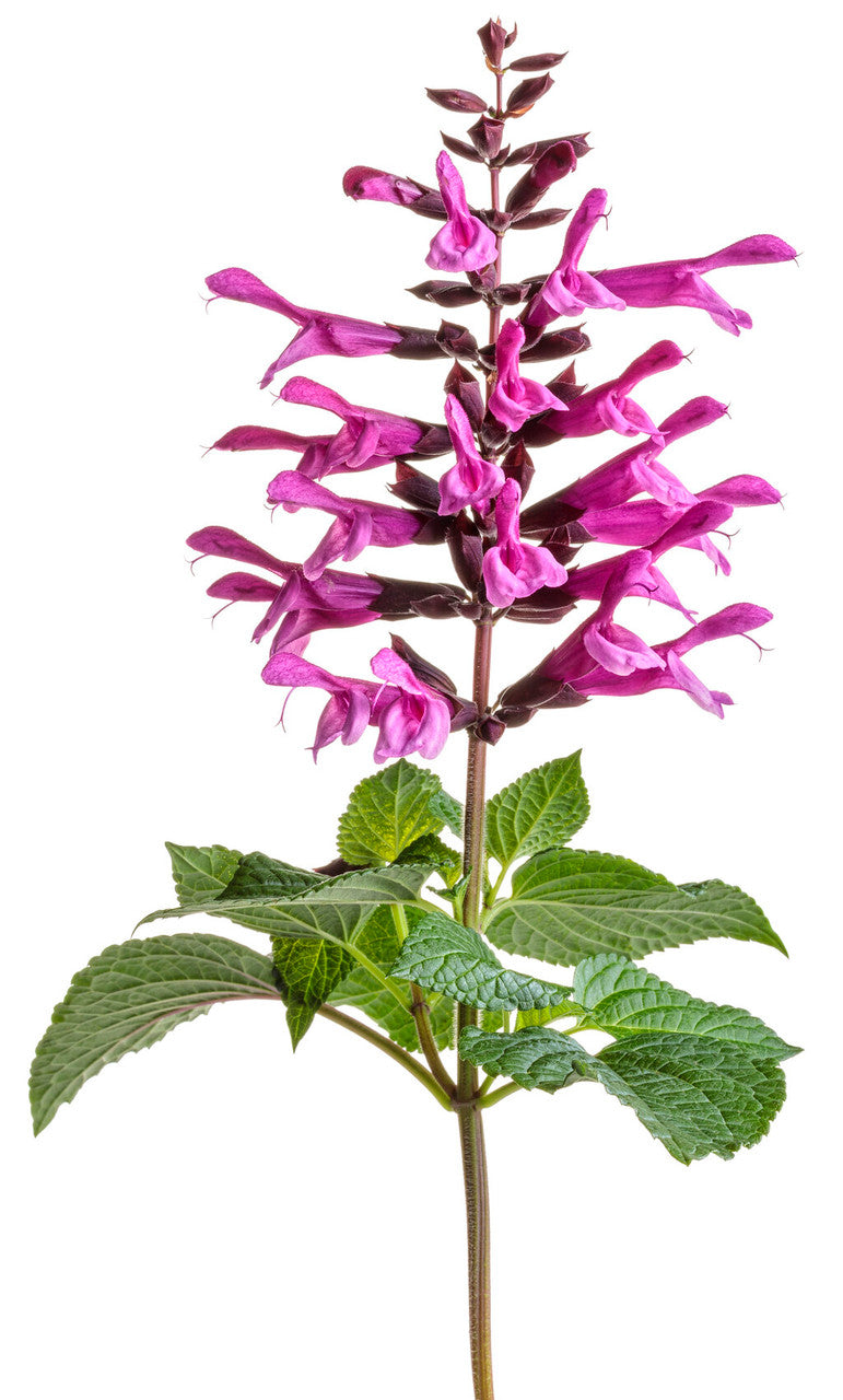 Salvia farinacea 'Unplugged® Pink™' flower