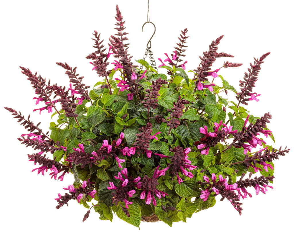 Salvia farinacea 'Unplugged® Pink™' combination