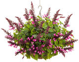 Salvia farinacea 'Unplugged® Pink™' combination