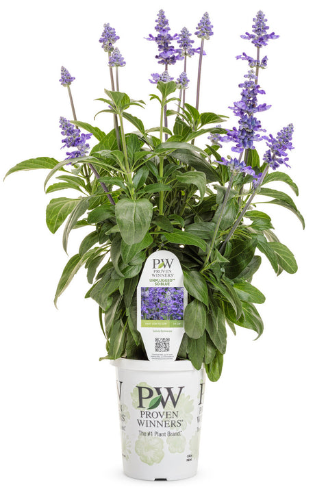 Salvia farinacea 'Unplugged® So Blue™' in grower pot