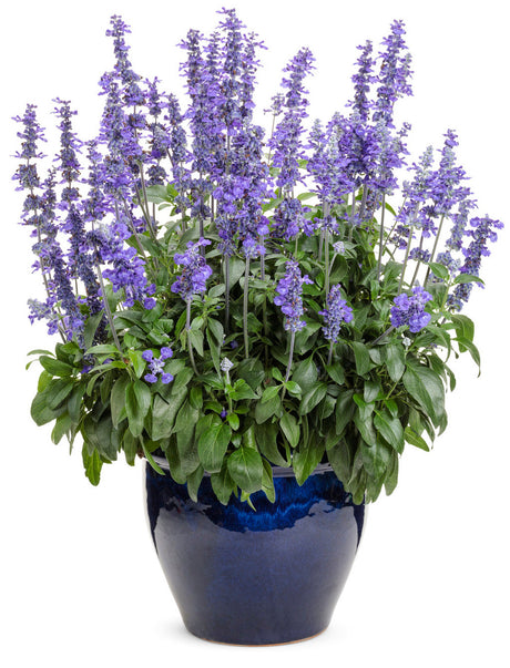 Salvia farinacea 'Unplugged® So Blue™' in decorative pot