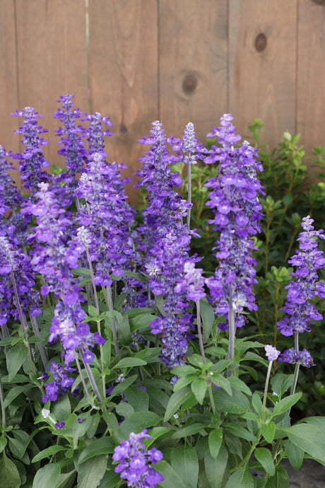 Salvia farinacea 'Unplugged® So Blue™'