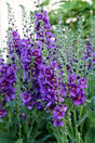 Verbascum 'Plum Smokey'