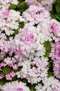 Petunia hybrid 'Supertunia Mini Vista® Ultramarine' close up