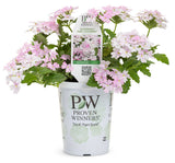 Verbena hybrid 'Superbena® Pink Cashmere™' in grower pot