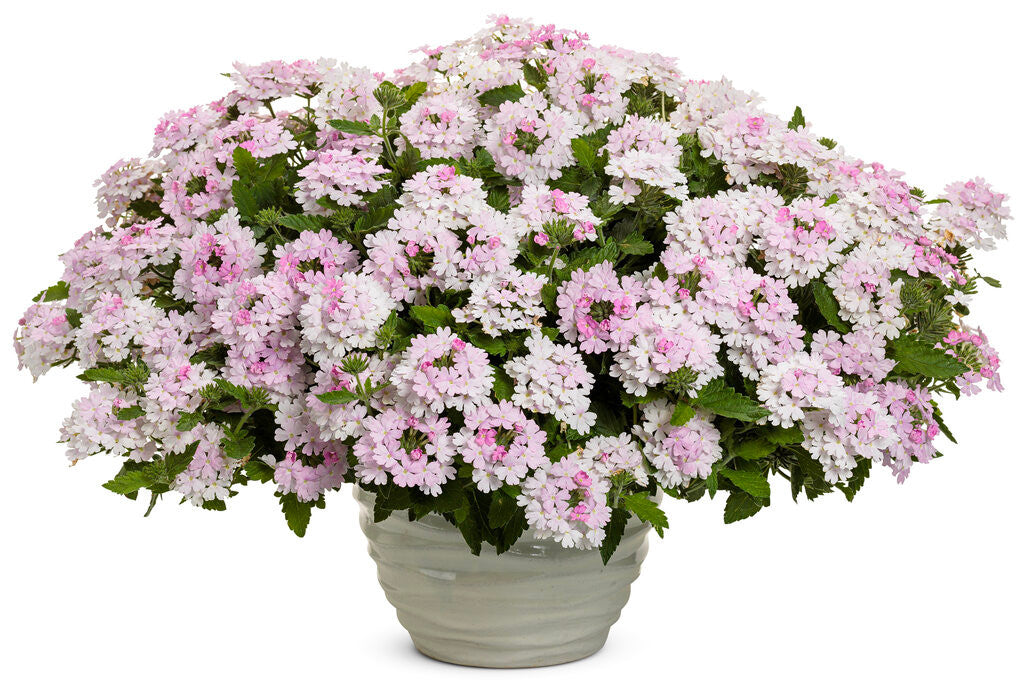 Zone 9 – Page 25 – Romence Gardens & Greenhouses