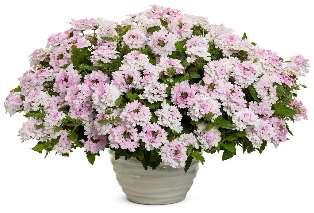 Verbena hybrid 'Superbena® Pink Cashmere™' in pot