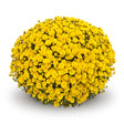 Chrysanthemum 'Veritas Yellow'