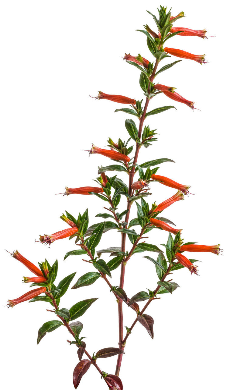 Cuphea hybrid 'Vermillionaire' - Thumbnail 2