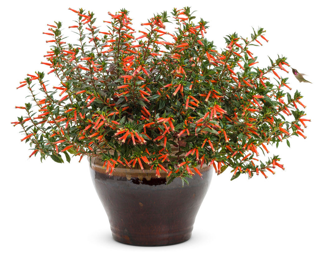 Cuphea hybrid 'Vermillionaire' - Thumbnail 3