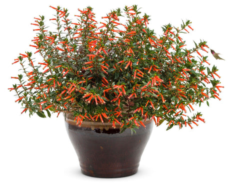 Cuphea hybrid 'Vermillionaire®' in decorative pot