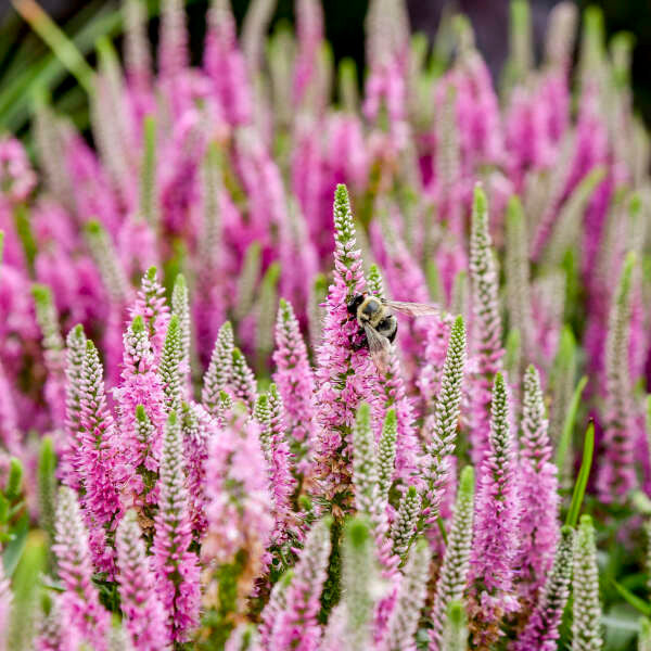 veronica plant Veronica Spicata Magic Show 'Pink Potion'