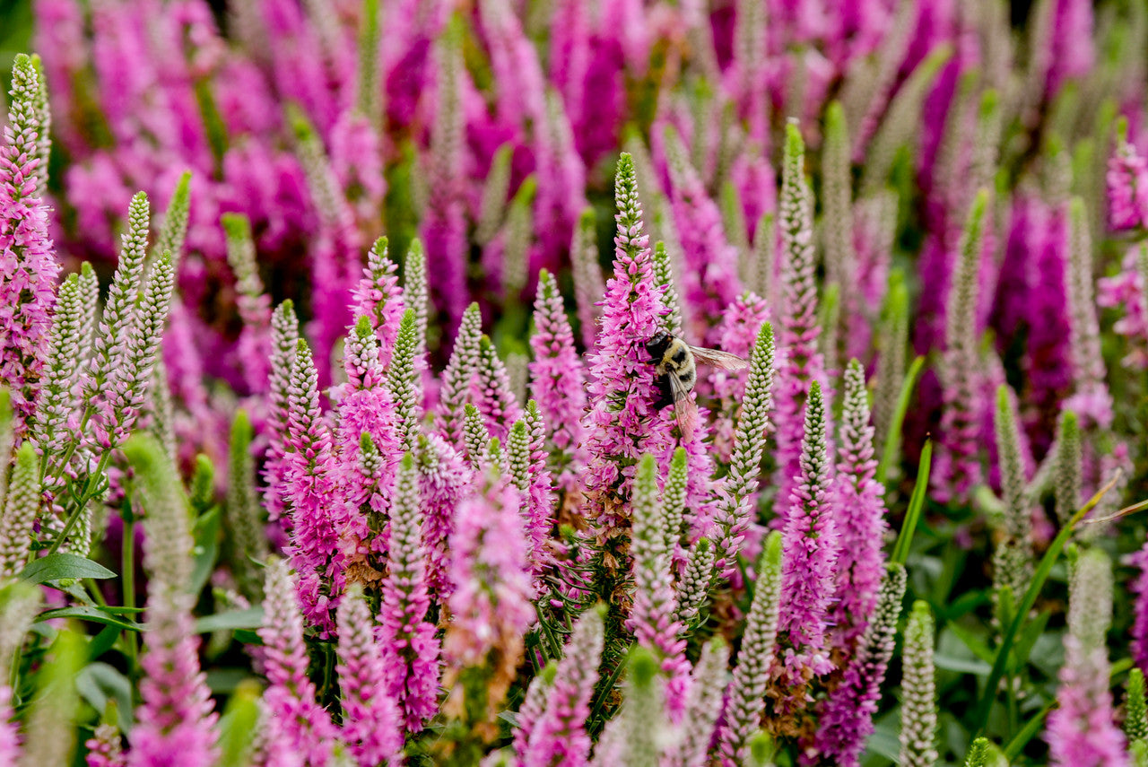 Veronica spicata Magic Show® 'Pink Potion' – Romence Gardens