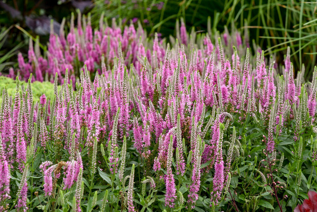 Veronica spicata Magic Show® 'Pink Potion' – Romence Gardens