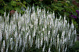 Veronica Magic Show® 'White Wands'