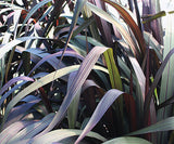 Pennisetum purpureum Graceful Grasses® 'Vertigo®'