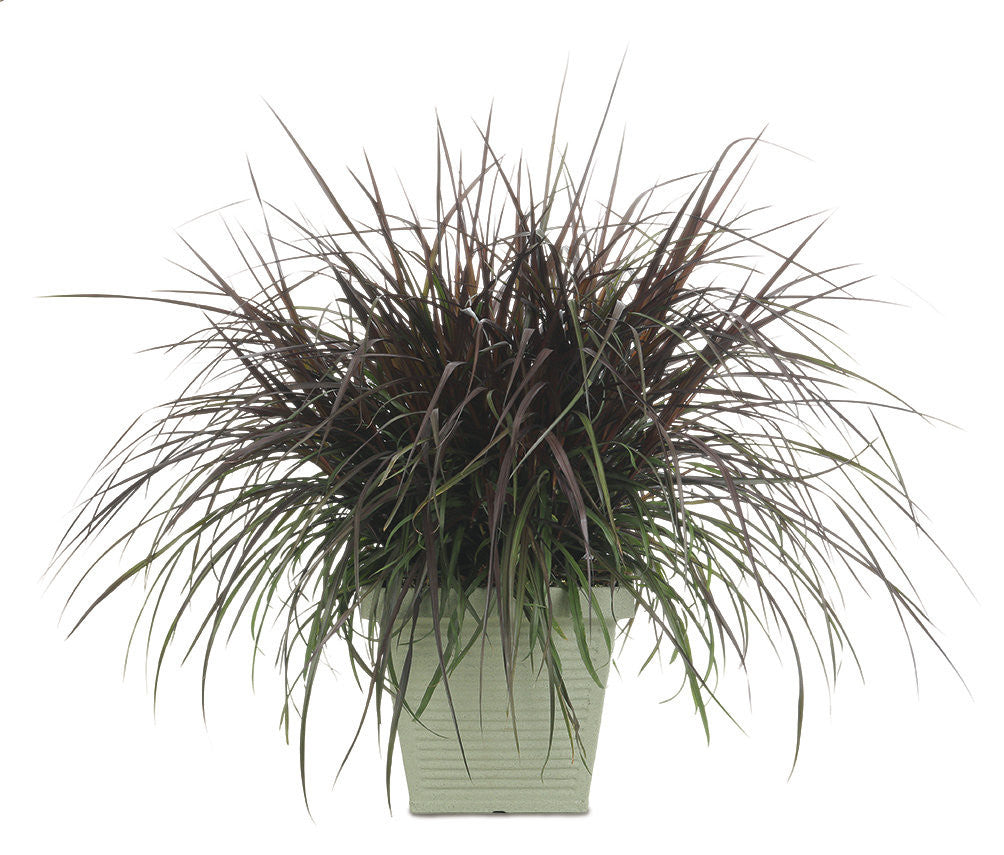 Pennisetum purpureum Graceful Grasses® 'Vertigo®' in decorative pot