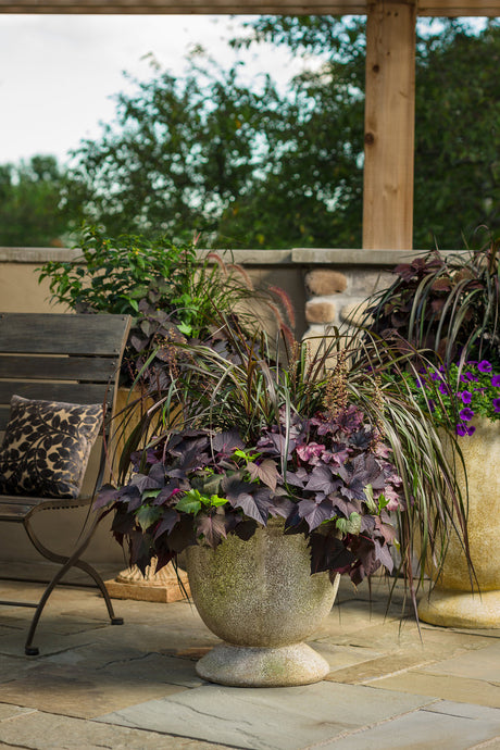 Pennisetum purpureum Graceful Grasses® 'Vertigo®'