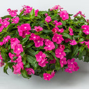 Vinca Catharanthus 'Cor® Cascade Violet' container