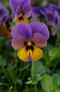 Viola 'Celestial Twilight'