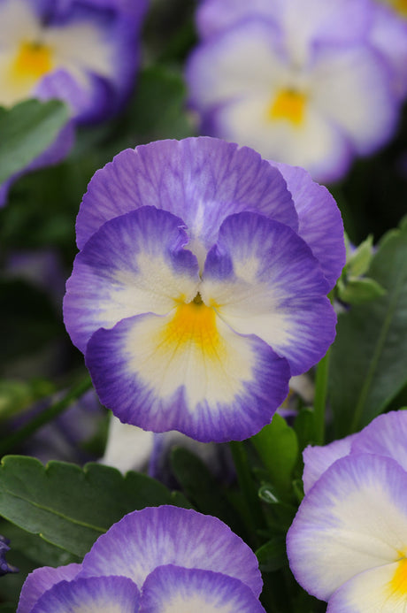 Viola 'Halo Lilac'
