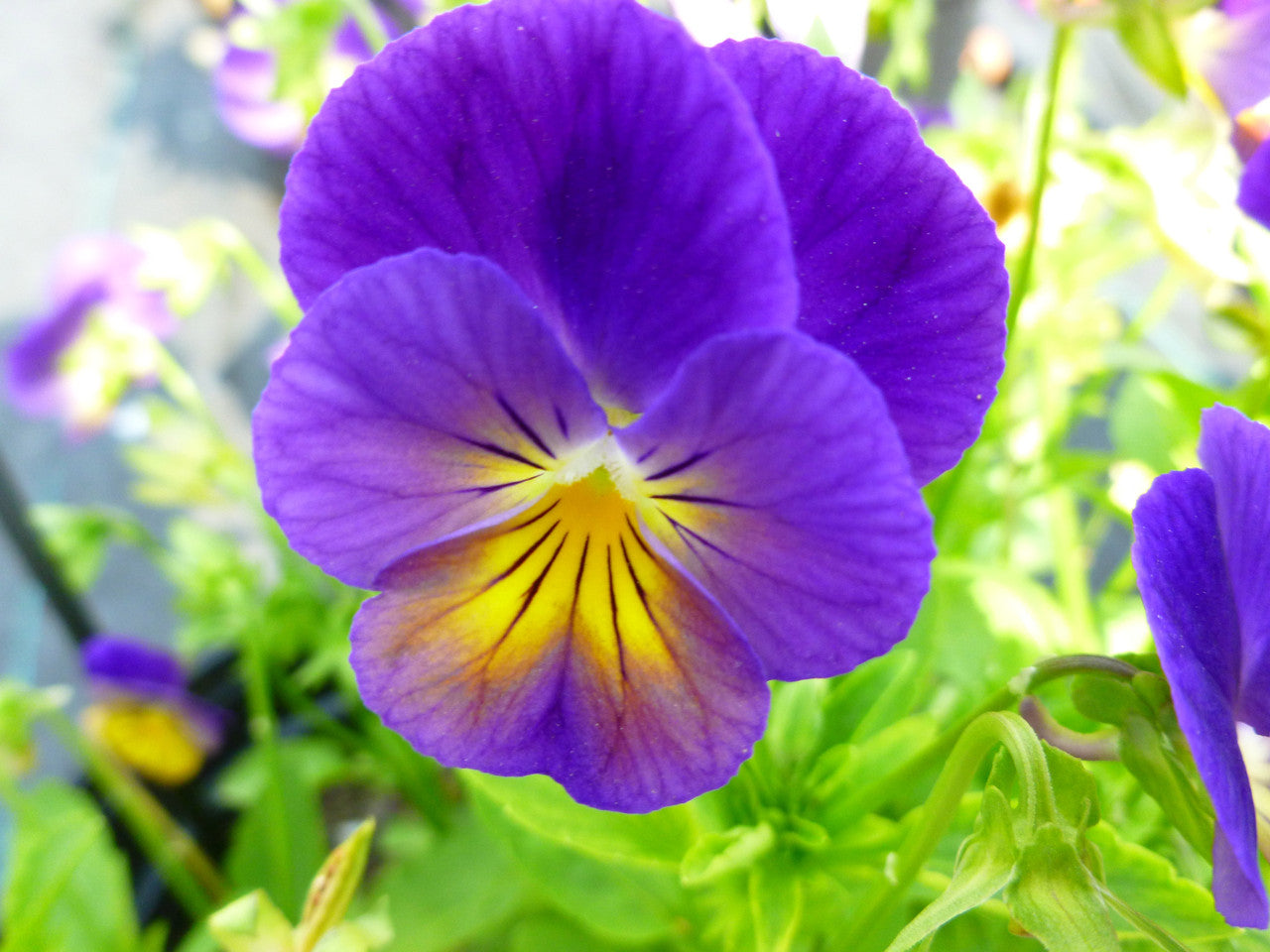 Viola Celestial Northern Lights Blue Romence Gardens