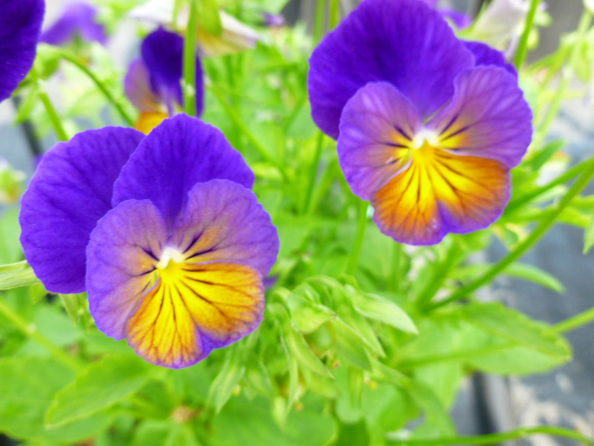 Viola 'Celestial Northern Lights'