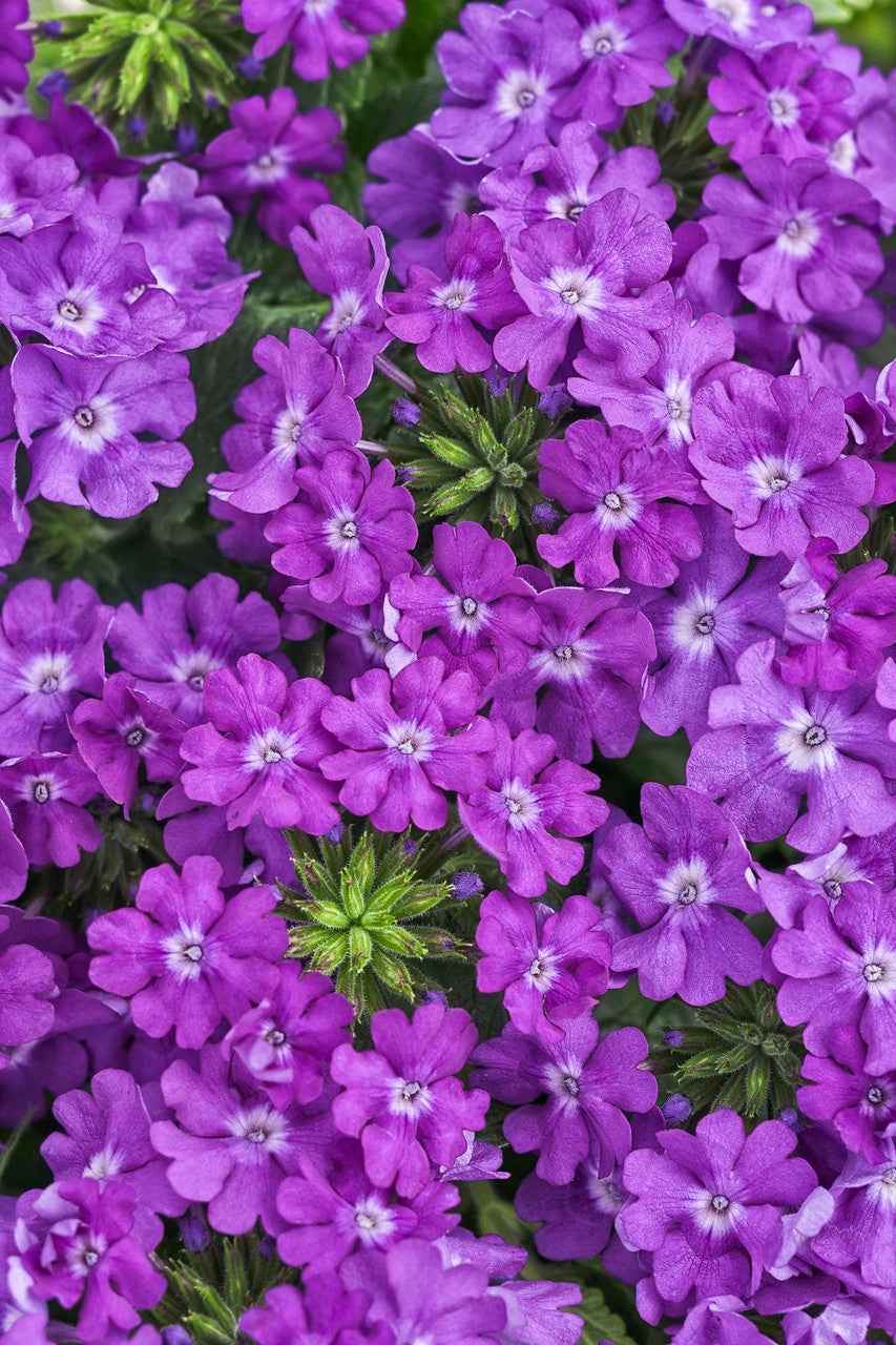 Verbena hybrid 'Superbena® Violet Ice' – Romence Gardens & Greenhouses