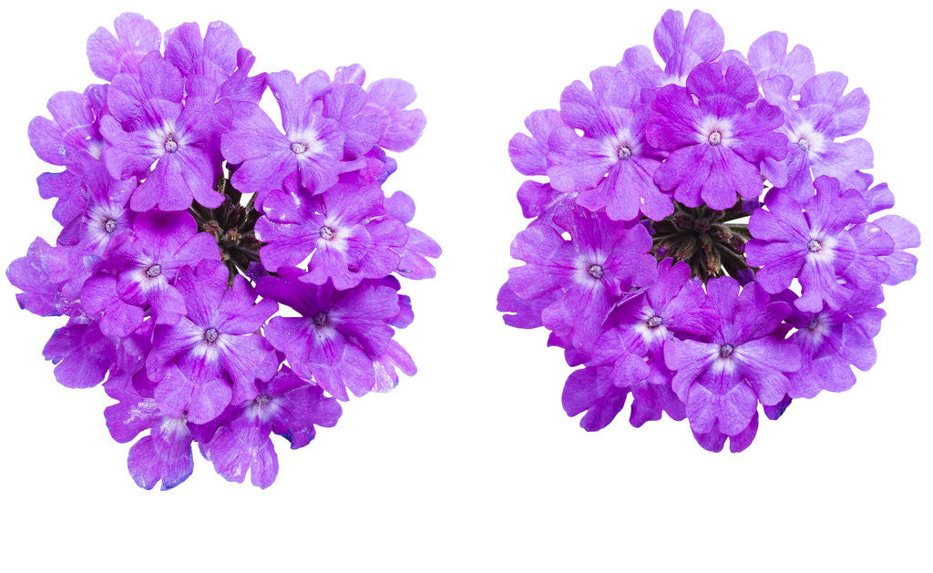 Verbena hybrid 'Superbena® Violet Ice' – Romence Gardens & Greenhouses