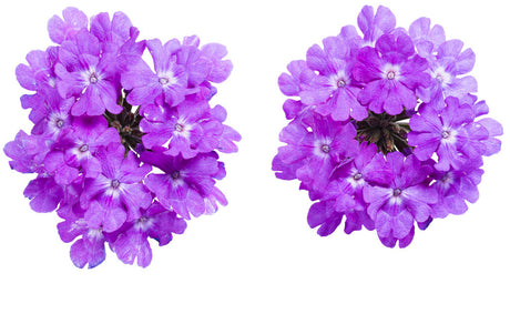 Verbena hybrid 'Superbena® Violet Ice' flowers