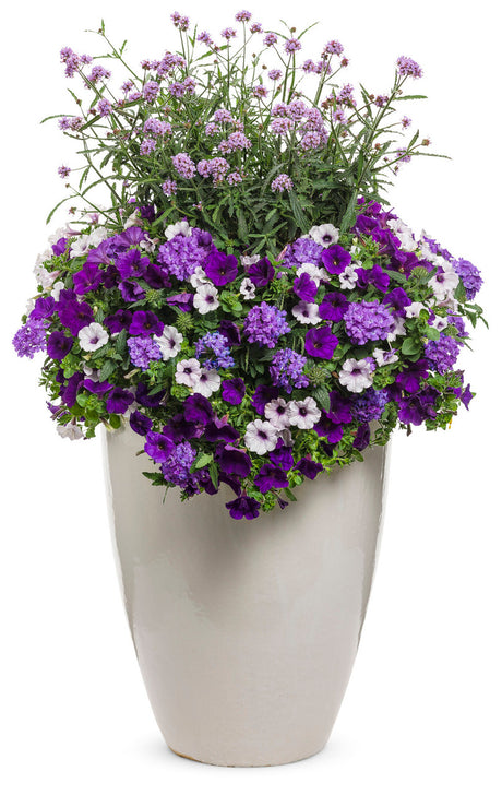 Verbena hybrid 'Superbena® Violet Ice' combination