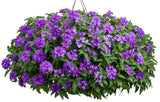 Verbena hybrid 'Superbena® Violet Ice' in hanging basket