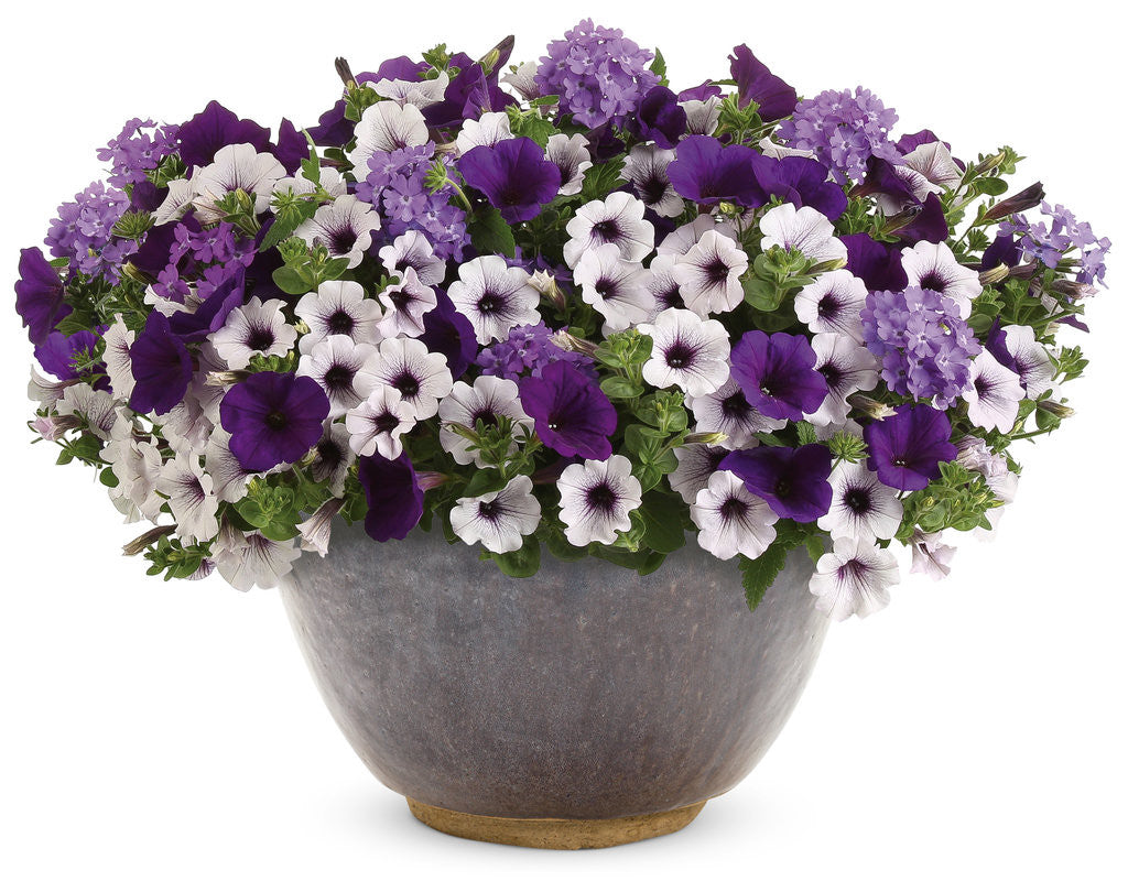 Verbena hybrid 'Superbena® Violet Ice' – Romence Gardens & Greenhouses
