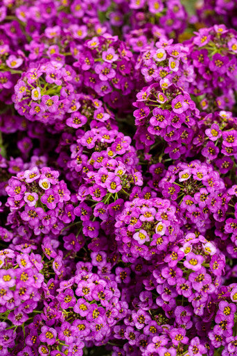 Lobularia hybrid 'Violet Knight™' – Romence Gardens & Greenhouses