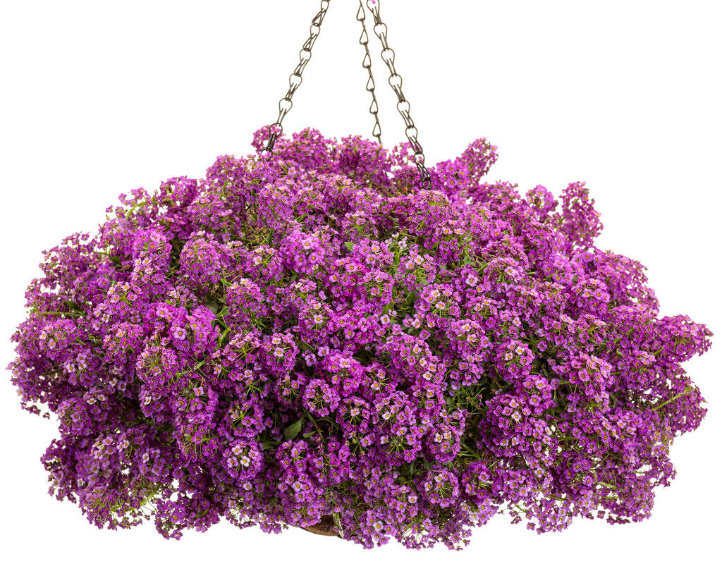 Lobularia hybrid 'Violet Knight™' – Romence Gardens & Greenhouses
