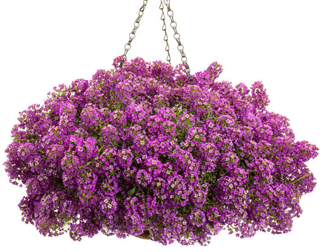 Lobularia hybrid 'Violet Knight™' in hanging pot