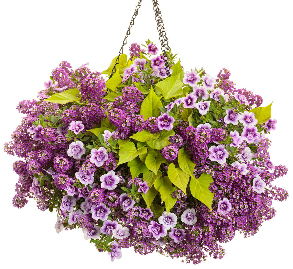 Lobularia hybrid 'Violet Knight™' combination