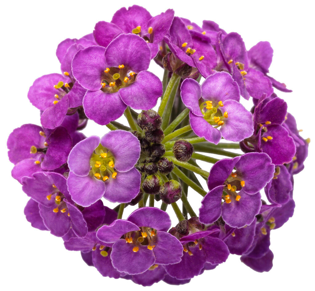 Lobularia hybrid 'Violet Knight™' – Romence Gardens & Greenhouses
